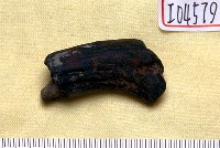 藏品(鹿角)的圖片